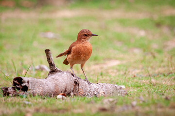 robin on the grass