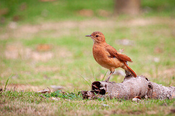 robin on the grass