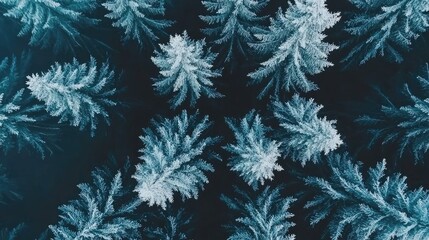 Aerial view of frosted evergreen trees on dark background, showcasing winter's beauty and serenity