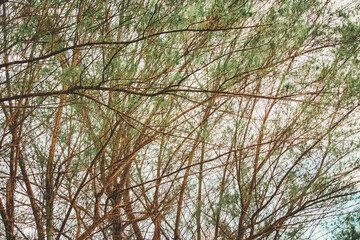 branches of a tree