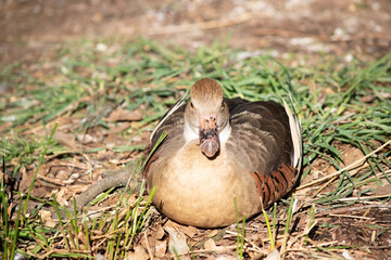 The plumed whistling duck's face and fore-neck are light, the crown and hind neck are pale brown...