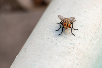 A close-up of a large flesh fly (Sarcophagidae) perched on a water PVC pipeline on a rooftop,...