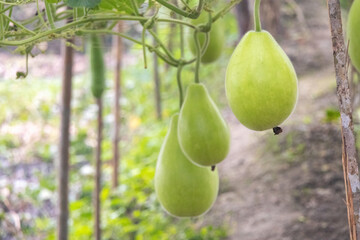 Fresh bottle gourd (Lagenaria siceraria) fruits, also known as calabash, opo squash, long melon, birdhouse gourd, or New Guinea bean, hang from the plant.