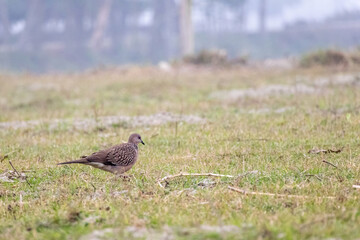 A Spotted Dove (Spilopelia chinensis), locally known as Tila Ghughu in Bangladesh, is foraging in the field. It is also called mountain dove, pearl-necked dove, lace-necked dove, spotted turtle-dove.