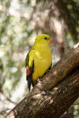 this is a male regent parrot perched on a branch