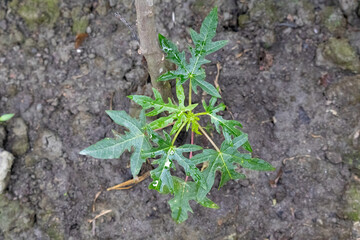 Newly planted papaya tree seedlings in a village yard, photographed from above after being watered.