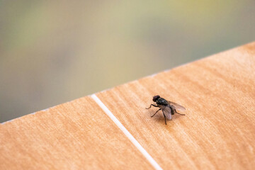 Close-up of a housefly insect (Musca domestica) sitting on wooden textured tiles with a blurred...