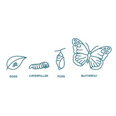 butterfly life cycle vector illustration clipart