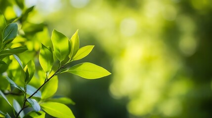 Close Up of Lush Green Leaves Illuminated in Soft Natural Light : Generative AI