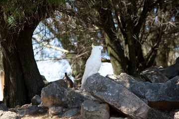 this is a side view of a sulphur crested cockatoo