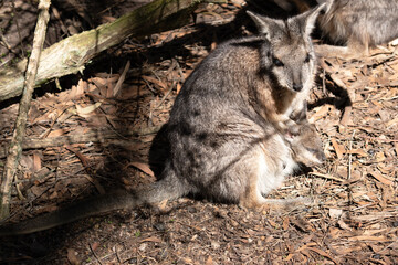 the tammar wallaby has a joey in its pouch