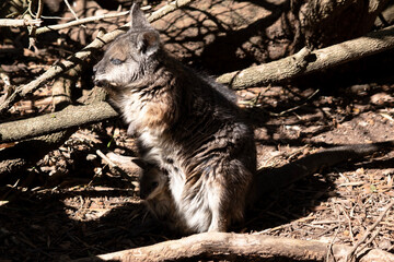 the tammar wallaby has a joey in its pouch