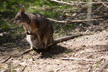 the joey in its mothers pouch is upside down with a leg sticking out