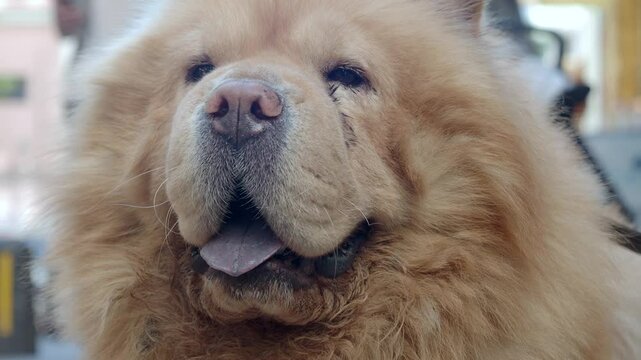 Charming chow chow enjoys a sunny day at the park