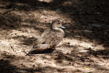 the female teal duck is hiding in the shadows