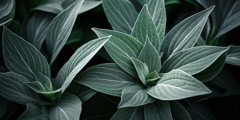 Obraz premium Closeup macro of exotic sage green tropical jungle leaf with veins texture , stylized earthy moody natural background with copy space
