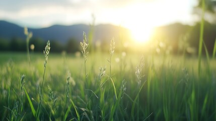 Golden Sunrise Over Lush Green Grass with Mountains in the Background : Generative AI