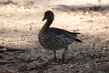 the female teal duck is walking through the sands