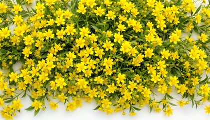 Obraz premium Yellow Flowers in Lush Green Foliage on White Background Showing, Style of Illustration, Plastic shiny style, with pastel style, background detail is flowers on white background with some flowers on