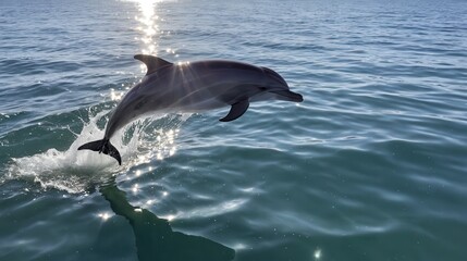 Fototapeta premium a dolphin leaps gracefully above the ocean surface