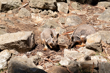 the two joey yellow footed rock wallabies are looking for food