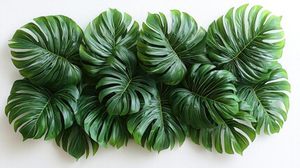 Lush arrangement of vibrant green monstera leaves on a white background, ideal for decor