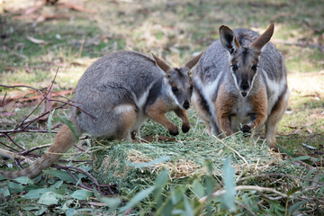 two yellow footed rock wallaby eating