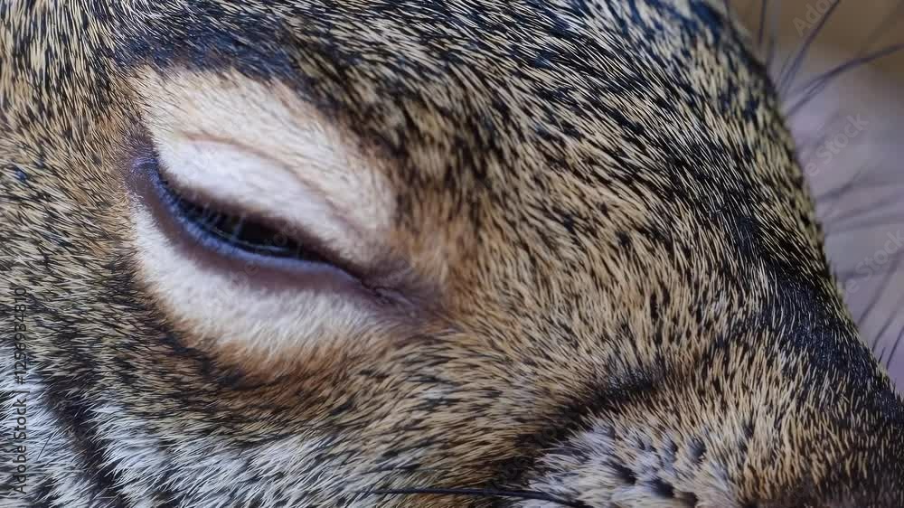 Poster close-up of a rabbit's eye, capturing intricate fur details. the macro angle emphasizes texture and 