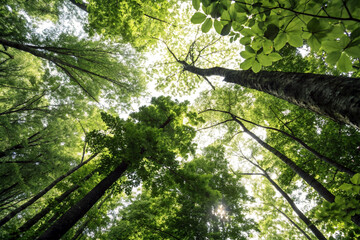 Fototapeta premium A dense forest canopy viewed abstractly from below