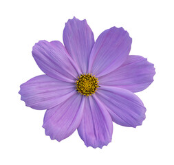 purple cosmos flower isolated on transparent background, PNG Format