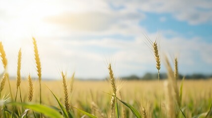 Obraz premium Golden wheat field under a bright blue sky showcasing vibrant agricultural landscape : Generative AI