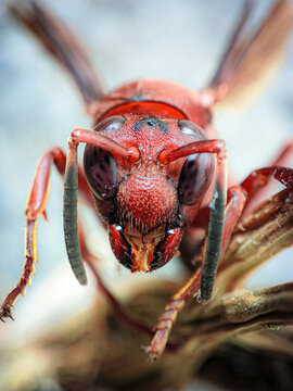 macro photo close up of a aggressive red wasp