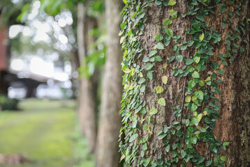 Tree trunk covered with green creeping vines, with a blurred background of trees and greenery in a...