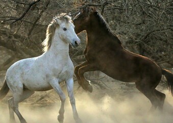 Wild Horses Sparring in Desert 