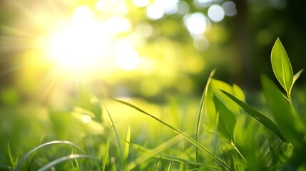 Obraz premium Sunlight streaming through lush greenery creating a vibrant and refreshing impression of nature : Generative AI