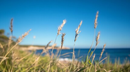 Fototapeta premium Close up of golden grasses swaying in the wind with a clear blue ocean and sunny sky in the background on a coastal beach : Generative AI