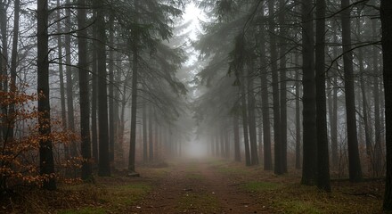 Naklejka premium Mysterious Foggy Forest Path: Enchanting Nature Photography