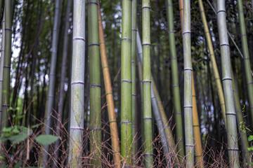 Arashiyama, Japan - 07.11.2024: Arashiyama Bamboo Grove, Bamboo Forest