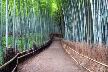 Arashiyama, Japan - 07.11.2024: Arashiyama Bamboo Grove, Bamboo Forest