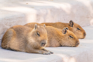 Three capybara in the park