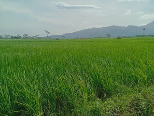 Rice Field
