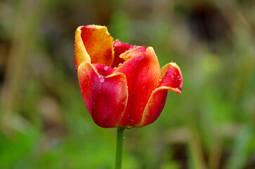 red tulip flower