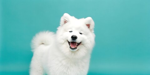 Fluffy White Samoyed Dog Smiling on Turquoise Background