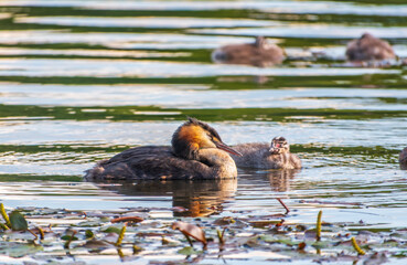 The waterfowl bird, great crested grebe with chick, swimming in the lake.