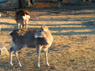 奈良公園浮雲園地の鹿