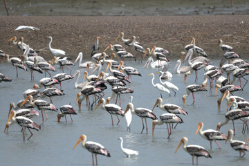 Fototapeta premium Waterbirds Painted Stork, Pelican and Egret gatering in the wet area foraging food at Laem Pakbia, Phetchaburi Thailand