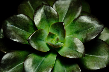 Closeup of Echeveria chroma leaf petals succulent plant, beautiful flower in purple green shiny...