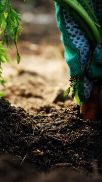 Person cultivating carrot
