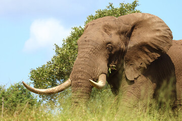 Fototapeta premium Afrikanischer Elefant / African elephant / Loxodonta africana..