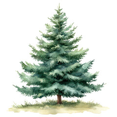 Fototapeta premium Christmas fir tree in watercolor isolated on transparent background